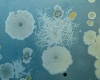 soil bacteria soil bacteria